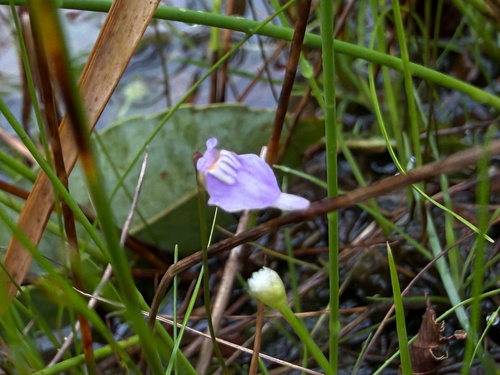 Blue Bladderwort