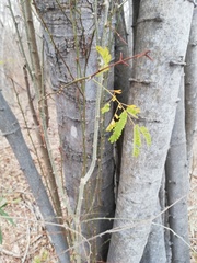 Piptadenia retusa