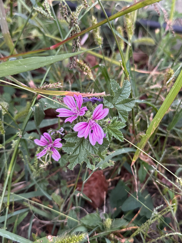 Common Mallow
