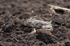 Pelobates vespertinus