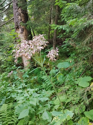 hedge-leaved adenostyle