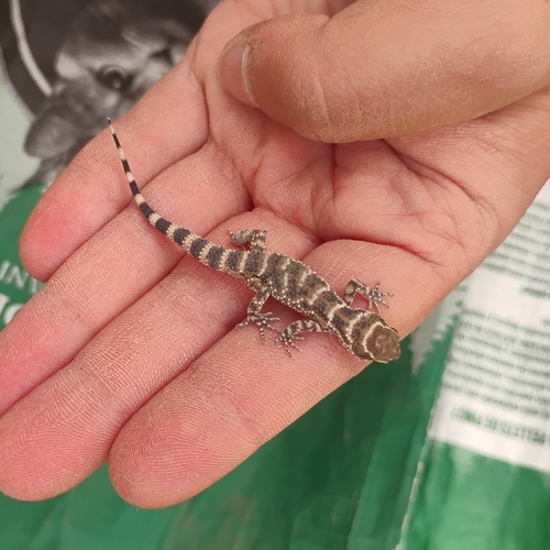 South American Marked Gecko, Homonota horrida