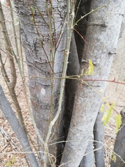 Piptadenia retusa