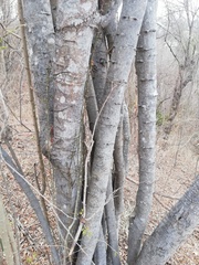 Piptadenia retusa