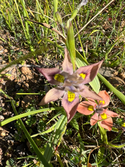 author not stated, no rights reserved Moraea vegeta, photograph author not stated, no rights reserved
