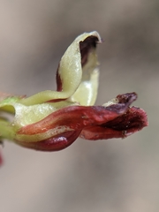 Hosackia crassifolia