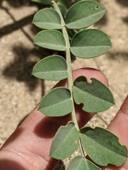 Hosackia crassifolia