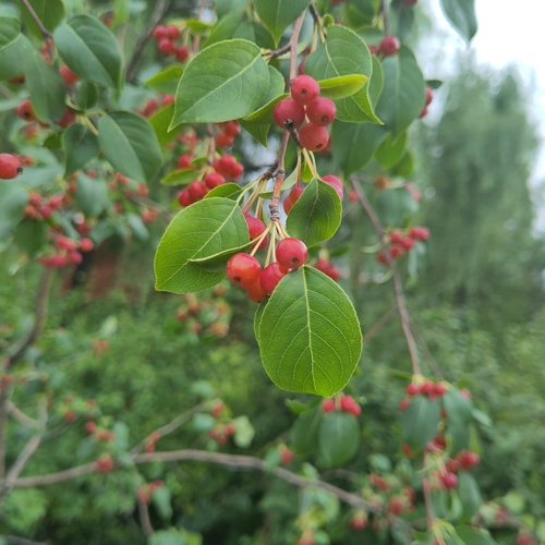 Siberian crabapple