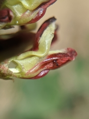 Hosackia crassifolia