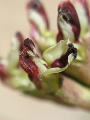 Hosackia crassifolia