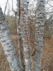 Piptadenia retusa