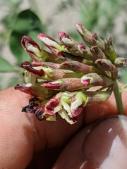 Hosackia crassifolia