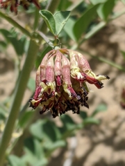 Hosackia crassifolia