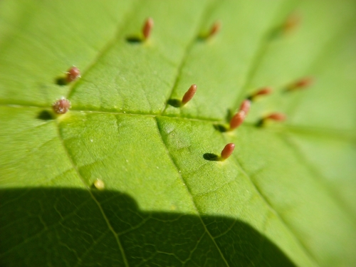 Phyllocoptes eupadi nuotrauka