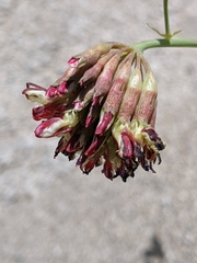 Hosackia crassifolia