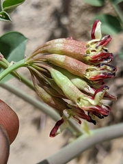 Hosackia crassifolia
