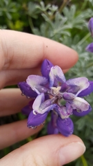 Lupinus albifrons collinus