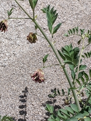 Hosackia crassifolia