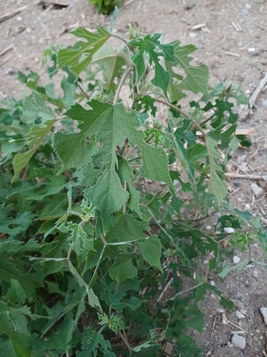 Paper mulberry