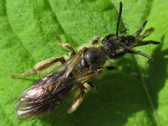 Andrena halictoides