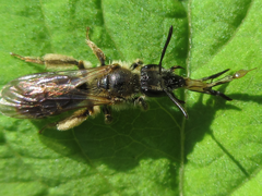 Andrena halictoides