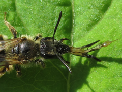 Andrena halictoides