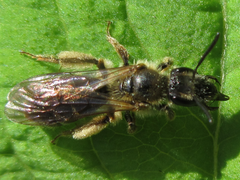 Andrena halictoides