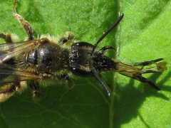 Andrena halictoides