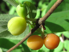 Lonicera praeflorens