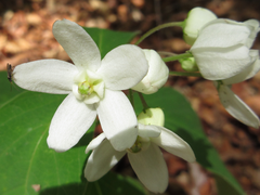 Vincetoxicum ascyrifolium