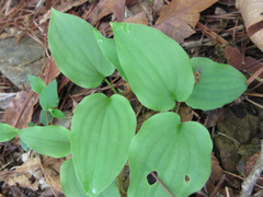 Hosta longipes