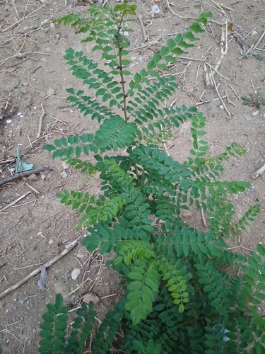 black locust