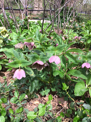 Helleborus purpurascens
