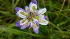 Lupinus variicolor