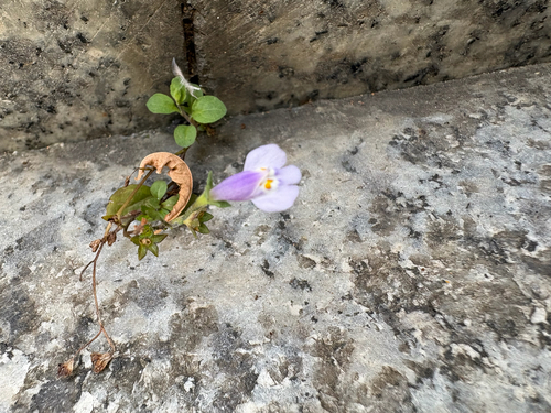 Asian mazus