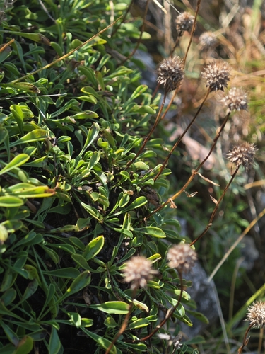 Globularia cordifolia, photograph 4