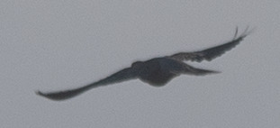 Oriental Turtle-Dove