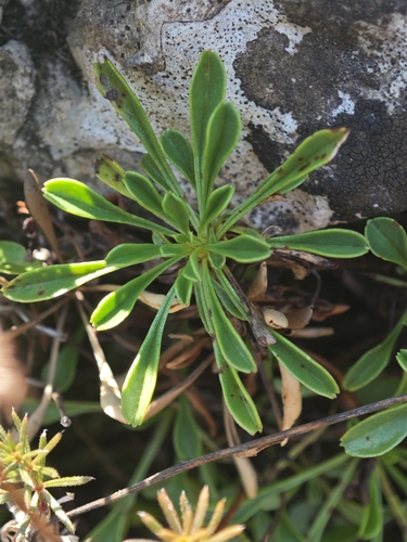 Globularia cordifolia, photograph 5