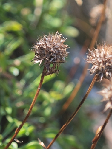 Globularia cordifolia, photograph 6