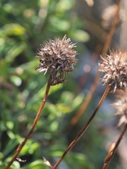 Globularia cordifolia, photograph author not stated, no rights reserved