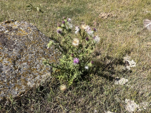 Bull Thistle