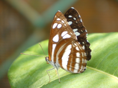 Phaedyma columella