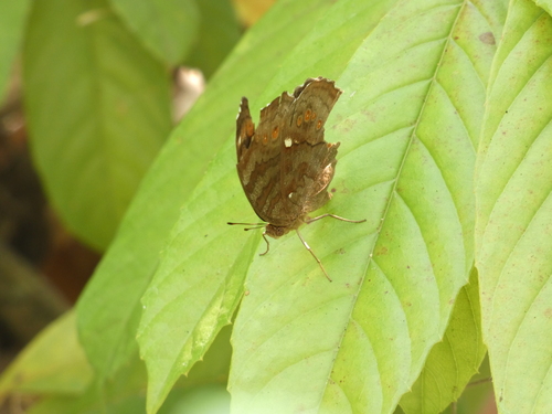 Junonia hedonia