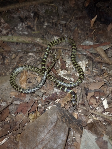 Lycodon subannulatus, 2026-08-24