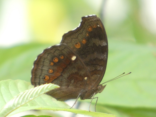 Junonia hedonia
