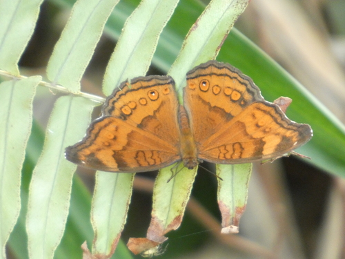 Junonia hedonia