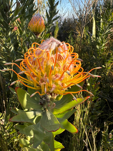 Leucospermum gueinzii