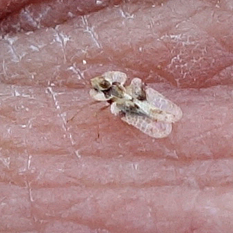 oak lace bug