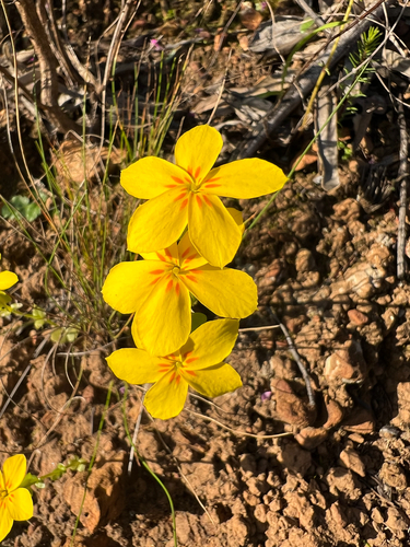 Sebaea exacoides, photograph 6
