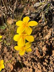 Sebaea exacoides, photograph author not stated, no rights reserved
